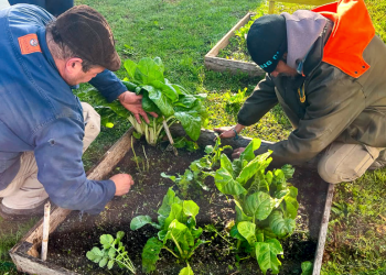 Alimentación | San Vicente capacitará a la comunidad con un taller gratuito de huerta hogareña y sustentable