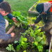 Alimentación | San Vicente capacitará a la comunidad con un taller gratuito de huerta hogareña y sustentable