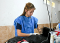 Salud animal | San Vicente afianza la atención veterinaria barrial con un nuevo operativo integral de zoonosis