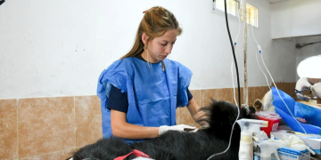 Salud animal | San Vicente afianza la atención veterinaria barrial con un nuevo operativo integral de zoonosis