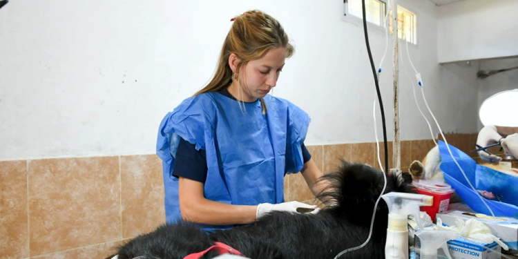 Salud animal | San Vicente afianza la atención veterinaria barrial con un nuevo operativo integral de zoonosis