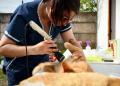 Zoonosis | Lanzan nuevos operativos de castración y vacunación para perros y gatos en el distrito durante octubre