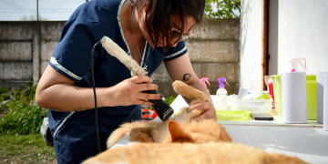 Zoonosis | Lanzan nuevos operativos de castración y vacunación para perros y gatos en el distrito durante octubre