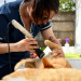 Zoonosis | Lanzan nuevos operativos de castración y vacunación para perros y gatos en el distrito durante octubre